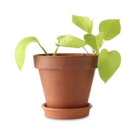 Photo of Beautiful houseplant with green leaves in pot isolated on white