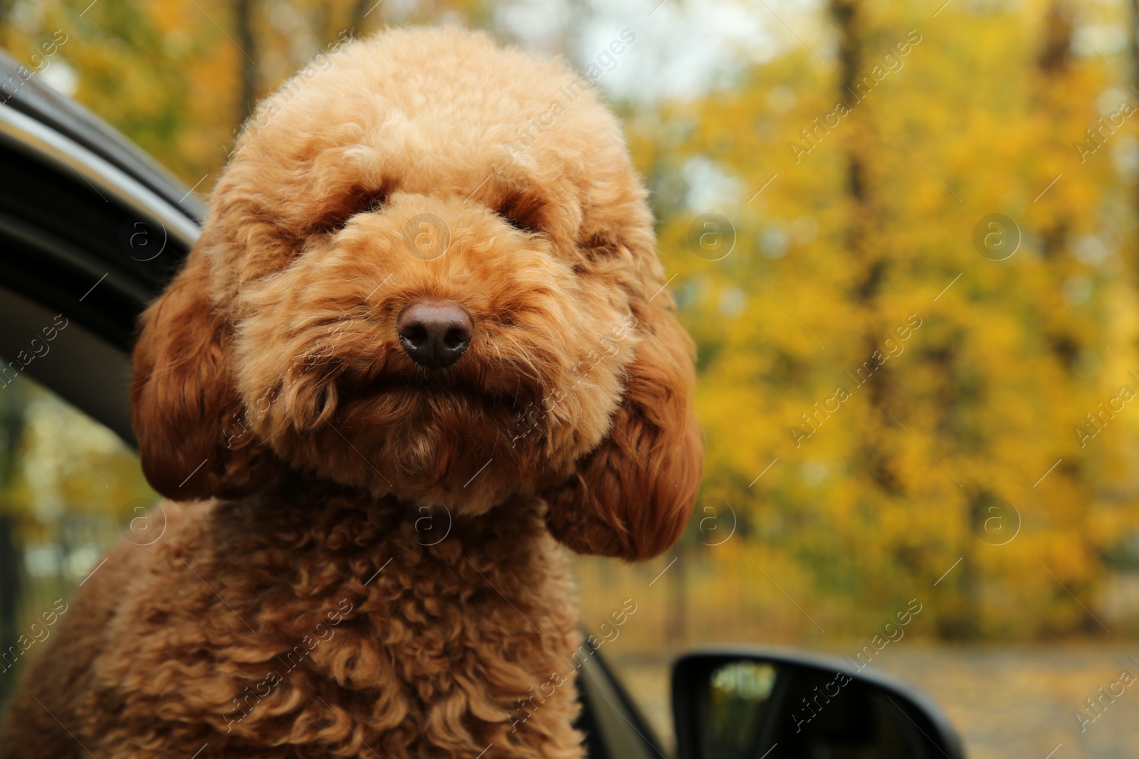 Photo of Cute dog inside black car, view from outside. Space for text