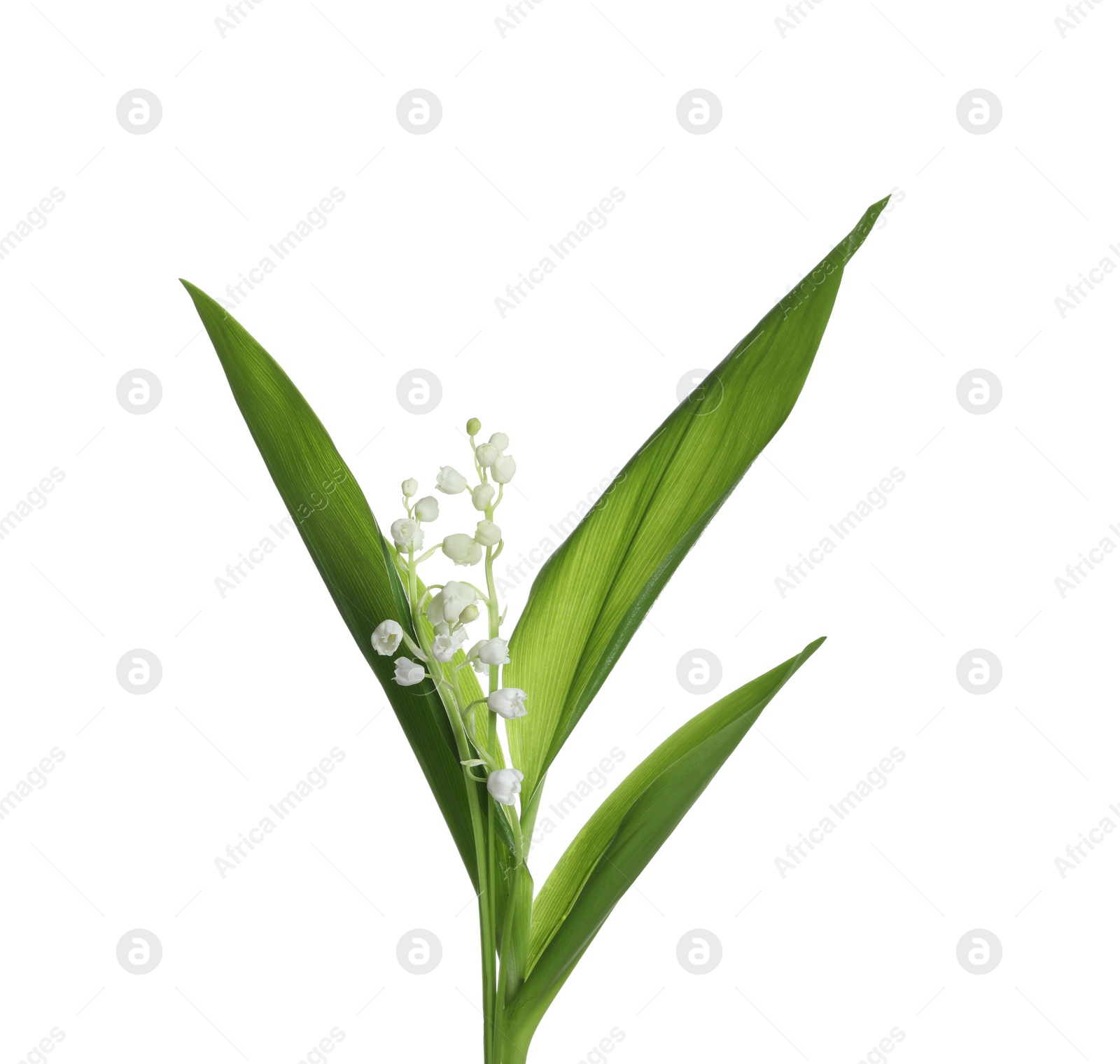 Photo of Beautiful lily of the valley flowers with green leaves on white background