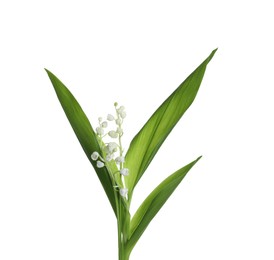 Photo of Beautiful lily of the valley flowers with green leaves on white background