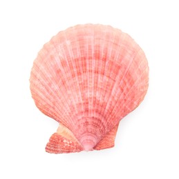 Photo of Beautiful pink seashell isolated on white, top view. Beach object