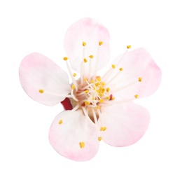 Beautiful apricot tree blossom on white background. Springtime