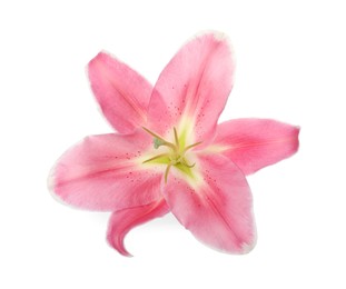 Photo of Beautiful pink lily flower isolated on white