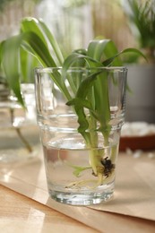 Photo of Exotic house plant in water on wooden table, closeup