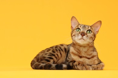 Photo of Cute Bengal cat on orange background, space for text. Adorable pet
