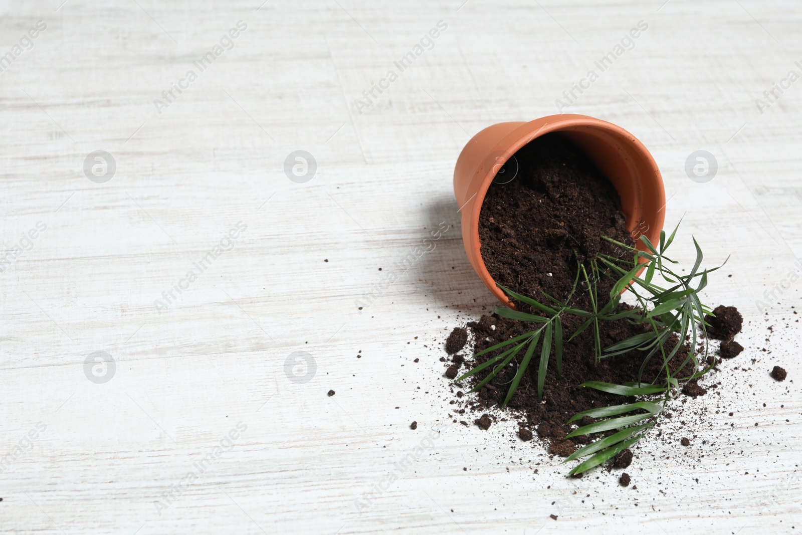 Photo of Overturned terracotta flower pot with soil and plant on white wooden floor. Space for text