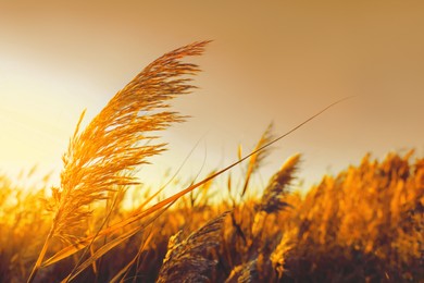 Image of Dry reed growing outdoors at sunset, closeup view
