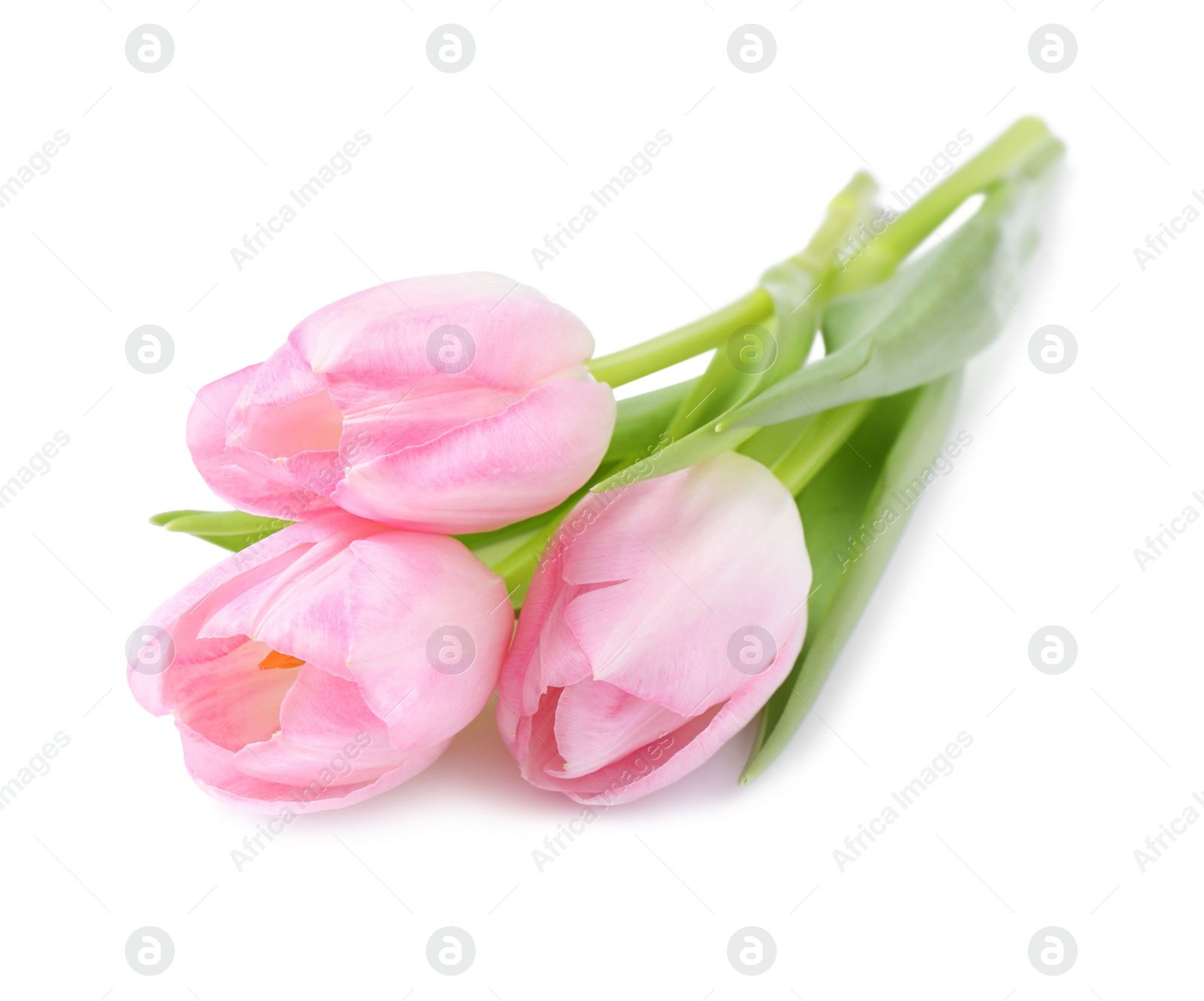 Photo of Beautiful pink spring tulips on white background