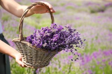 Photo of Young woman holding wicker basket with lavender flowers in field, closeup