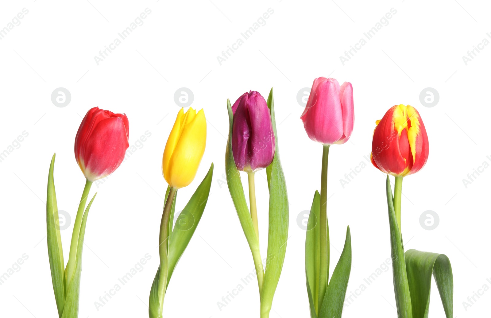 Photo of Beautiful bright spring tulips on white background