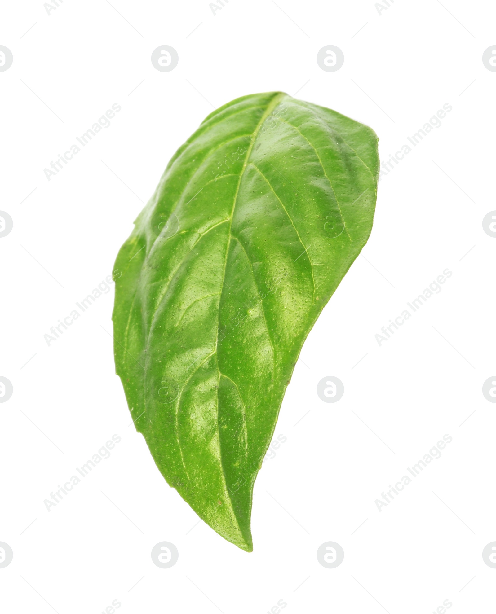 Photo of Fresh green basil leaf on white background