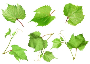 Image of Set of green grape leaves on white background