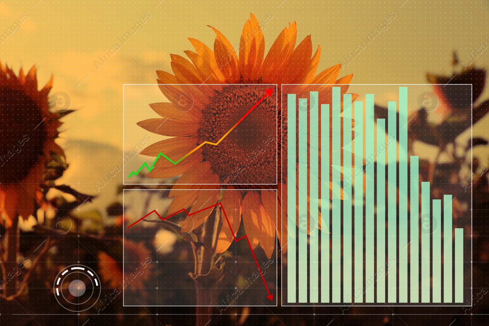 Image of Agricultural crisis. Sunflower field and illustration of graph showing decrease amount of harvest