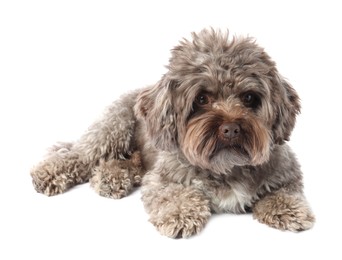 Photo of Cute Maltipoo dog lying on white background. Lovely pet