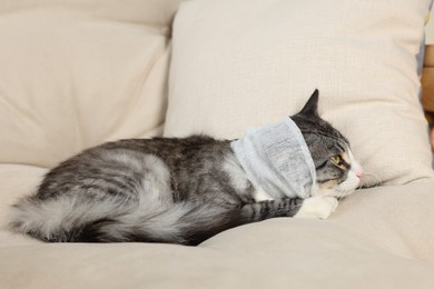 Photo of Cute cat with ear wrapped in medical bandage on sofa indoors