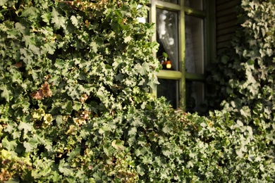 Beautiful view of green vine and window outdoors