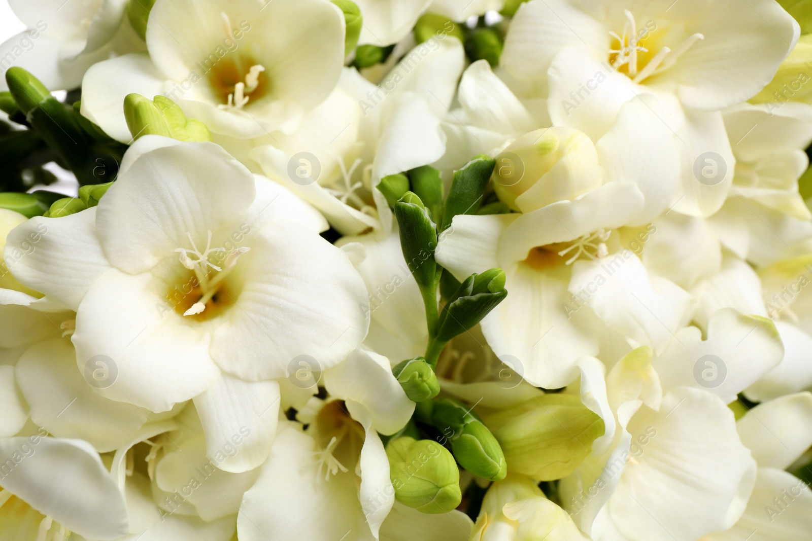 Photo of Closeup view of beautiful white freesia flowers