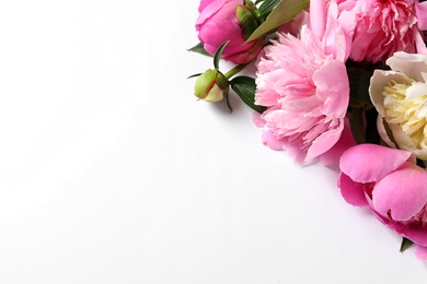 Fragrant peonies on white background. Beautiful spring flowers