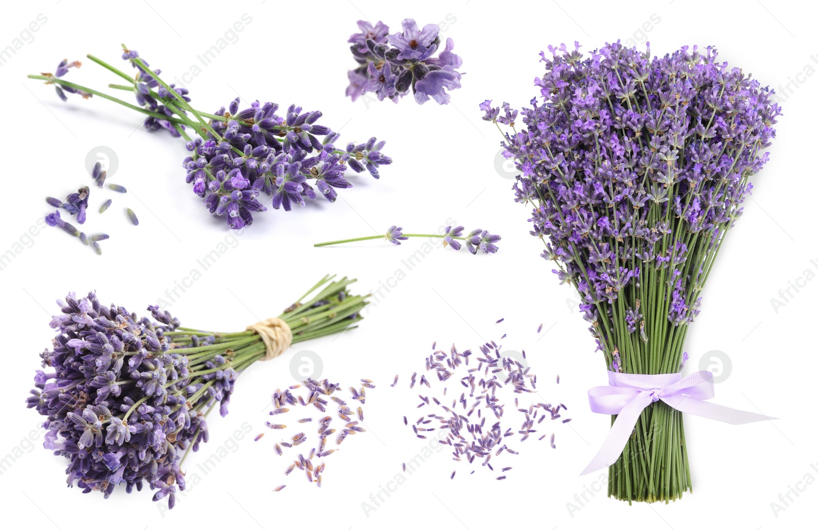 Image of  Set of lavender flowers on white background