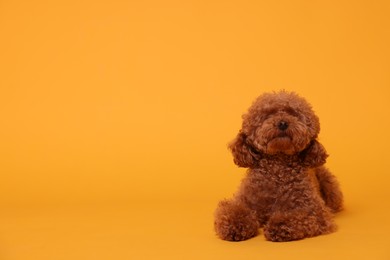 Photo of Cute Maltipoo dog on orange background, space for text. Lovely pet