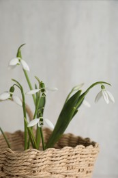 Photo of Beautiful snowdrops in wicker basket against light grey background, closeup