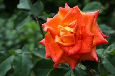 Beautiful orange rose flower with dew drops in garden, closeup