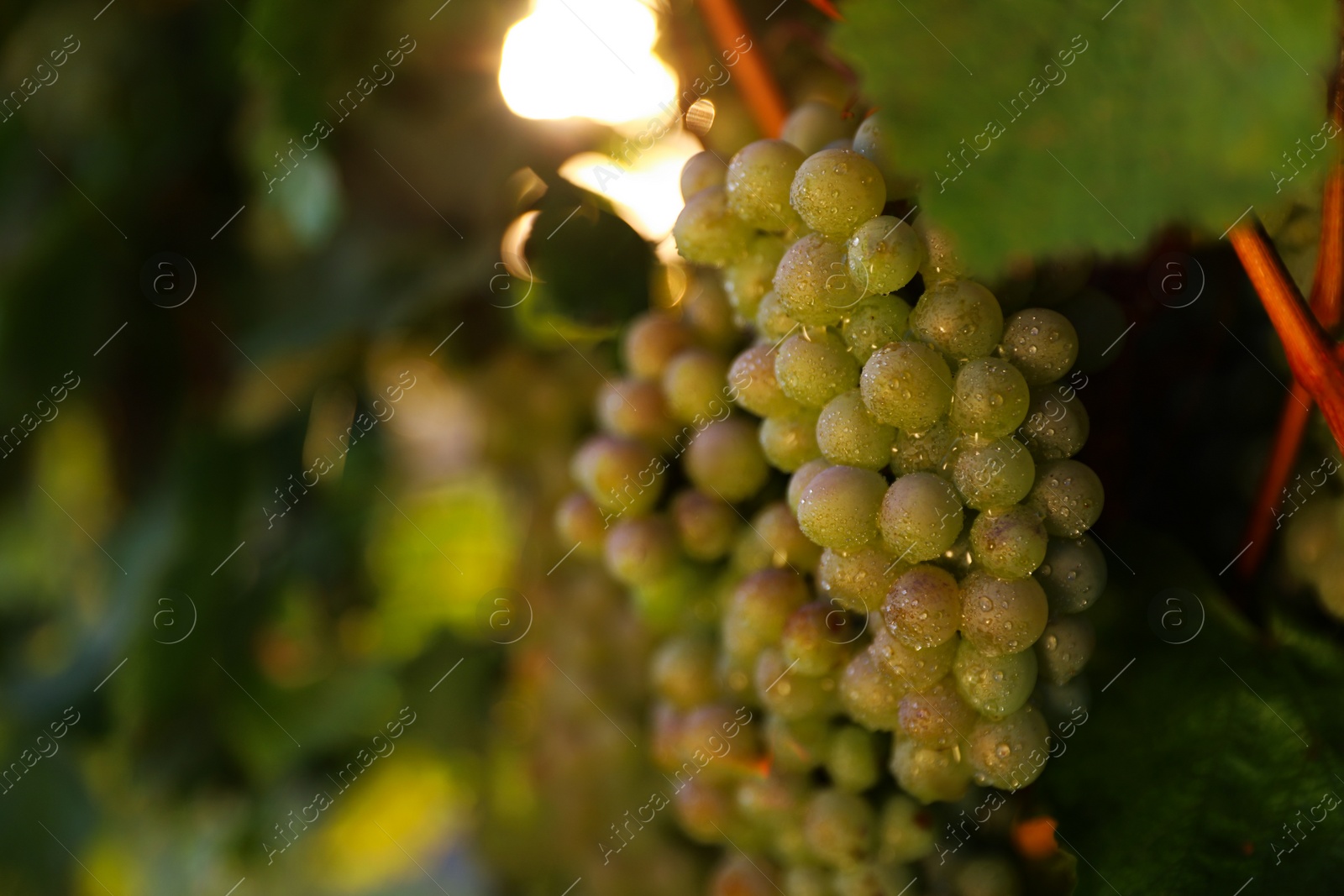 Photo of Fresh ripe juicy grapes growing in vineyard