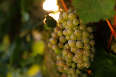 Fresh ripe juicy grapes growing in vineyard