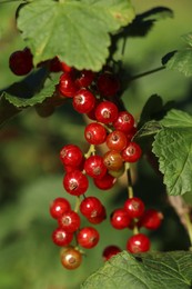 Photo of Closeup view of red currant bush with ripening berries outdoors on sunny day