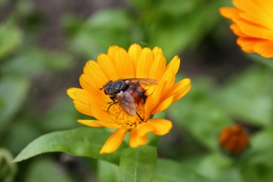 Photo of Beautiful blooming calendula flower with insect outdoors, closeup