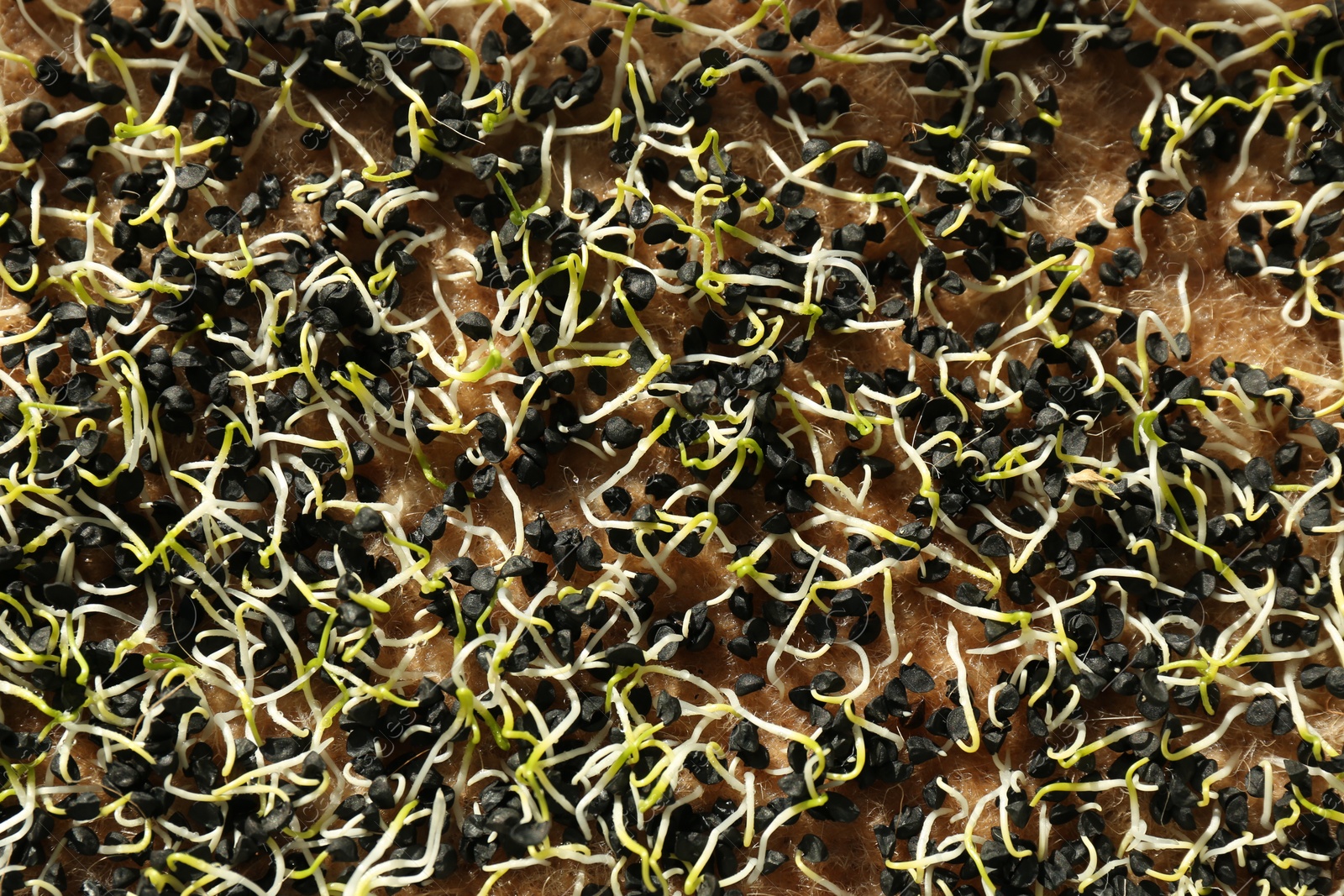 Photo of Growing microgreens. Many sprouted sunflower seeds, top view