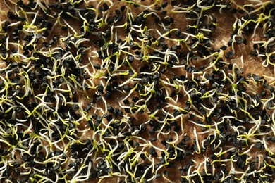 Growing microgreens. Many sprouted sunflower seeds, top view