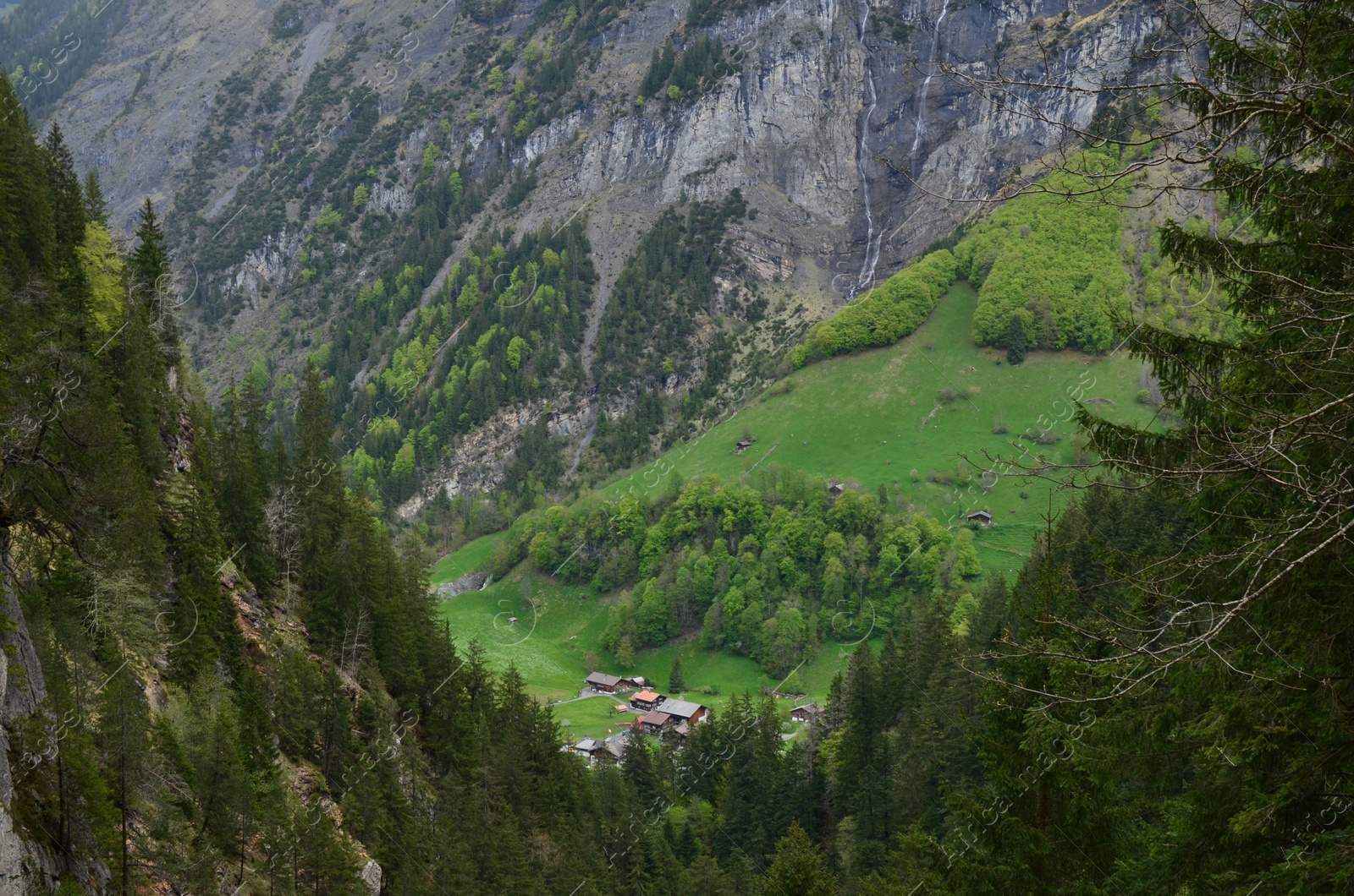 Photo of Picturesque view of conifer forest and valley in mountains