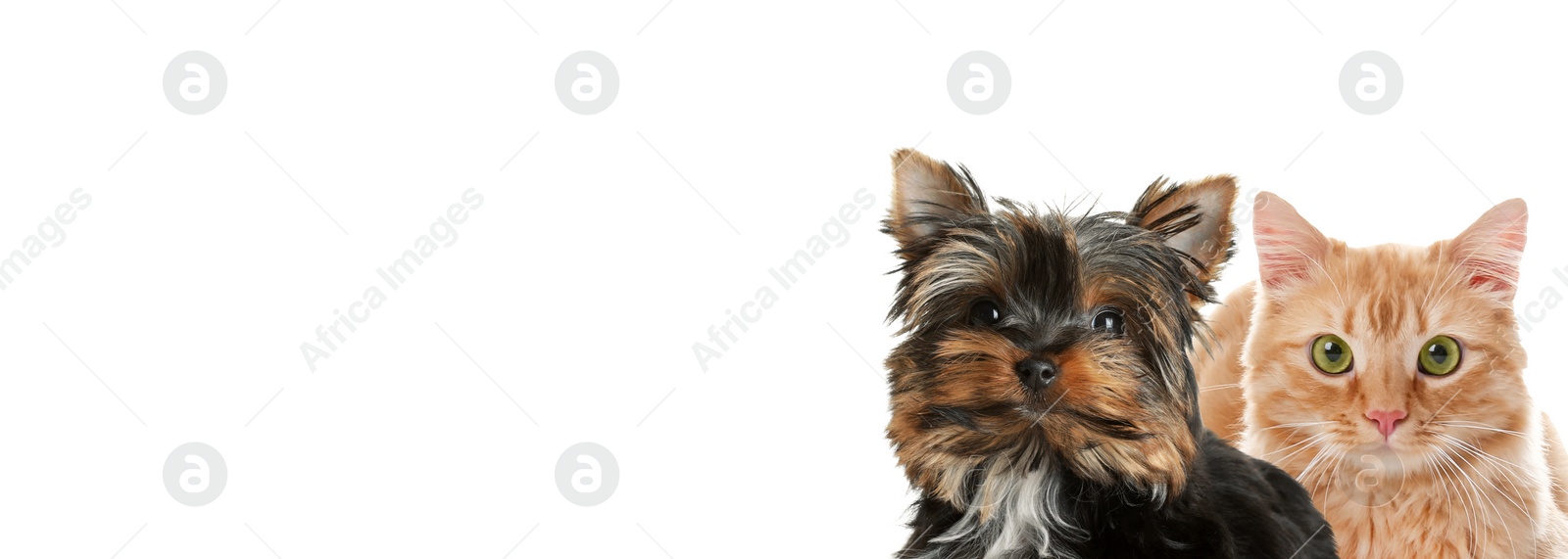 Image of Yorkshire terrier puppy and cute red cat on white background. Banner design with space for text