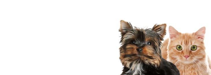 Image of Yorkshire terrier puppy and cute red cat on white background. Banner design with space for text