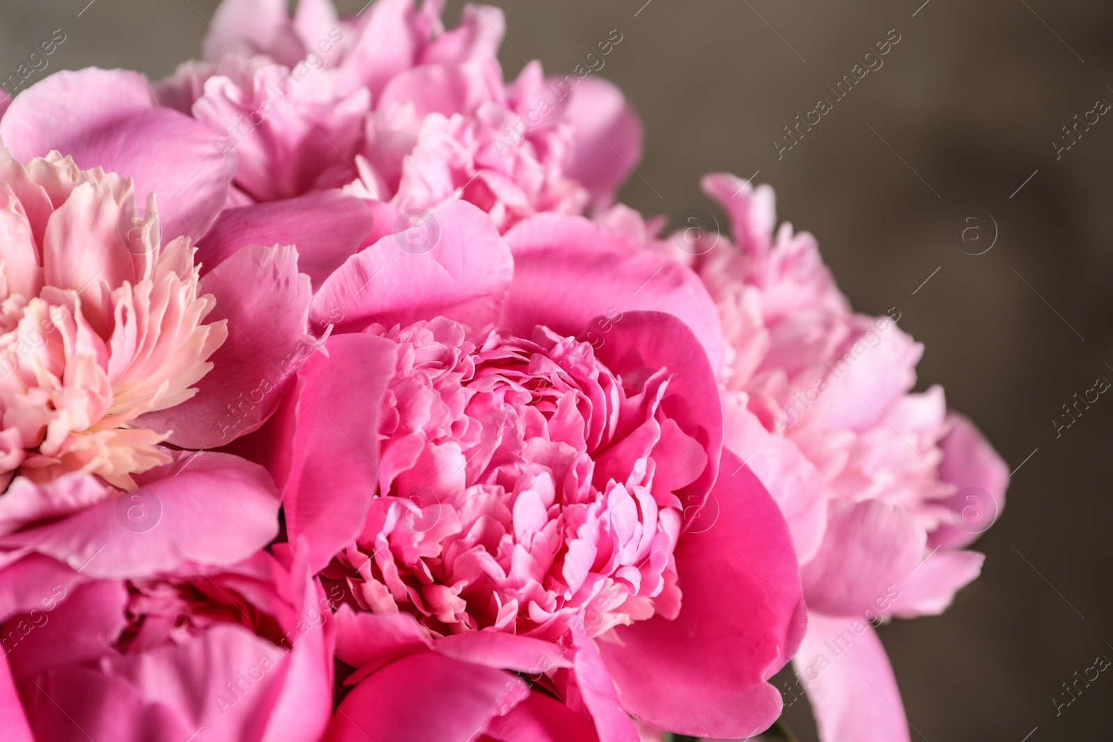 Photo of Fragrant peonies on color background, closeup. Beautiful spring flowers