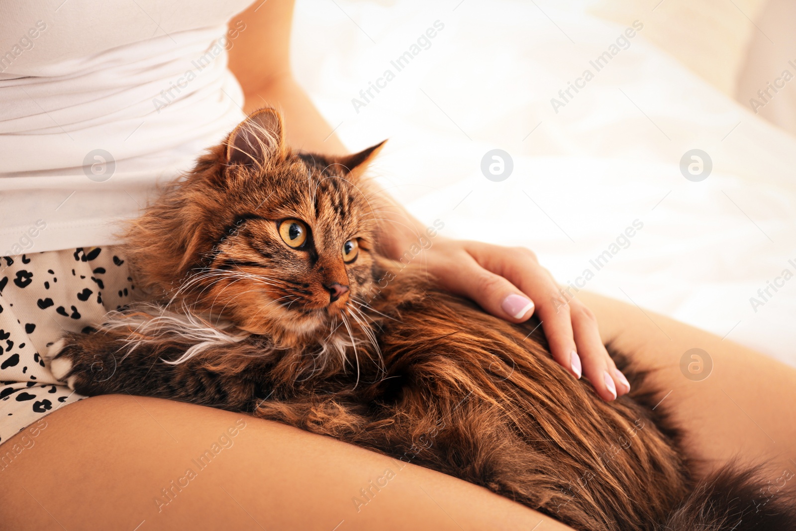 Photo of Woman with her cute cat on bed, closeup. Fluffy pet