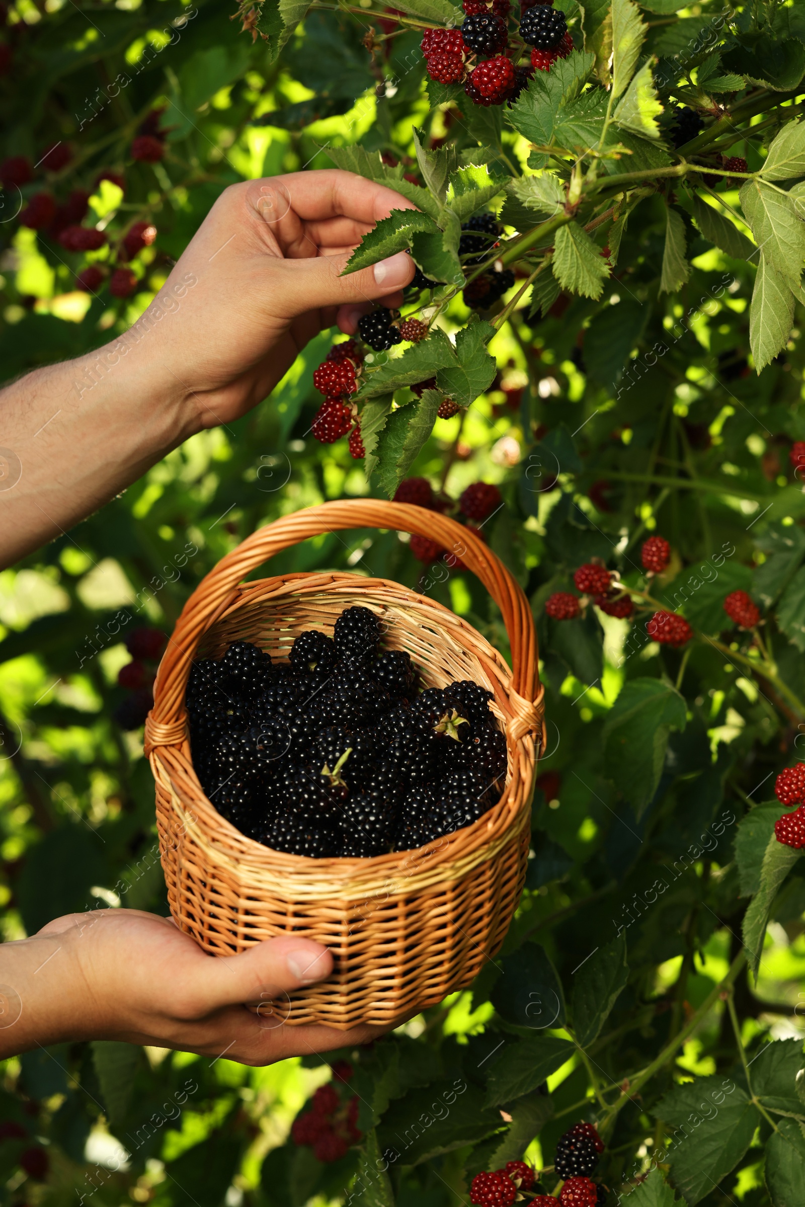 Photo of Woman with wicker basket picking ripe blackberries from bush outdoors, closeup