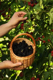 Woman with wicker basket picking ripe blackberries from bush outdoors, closeup