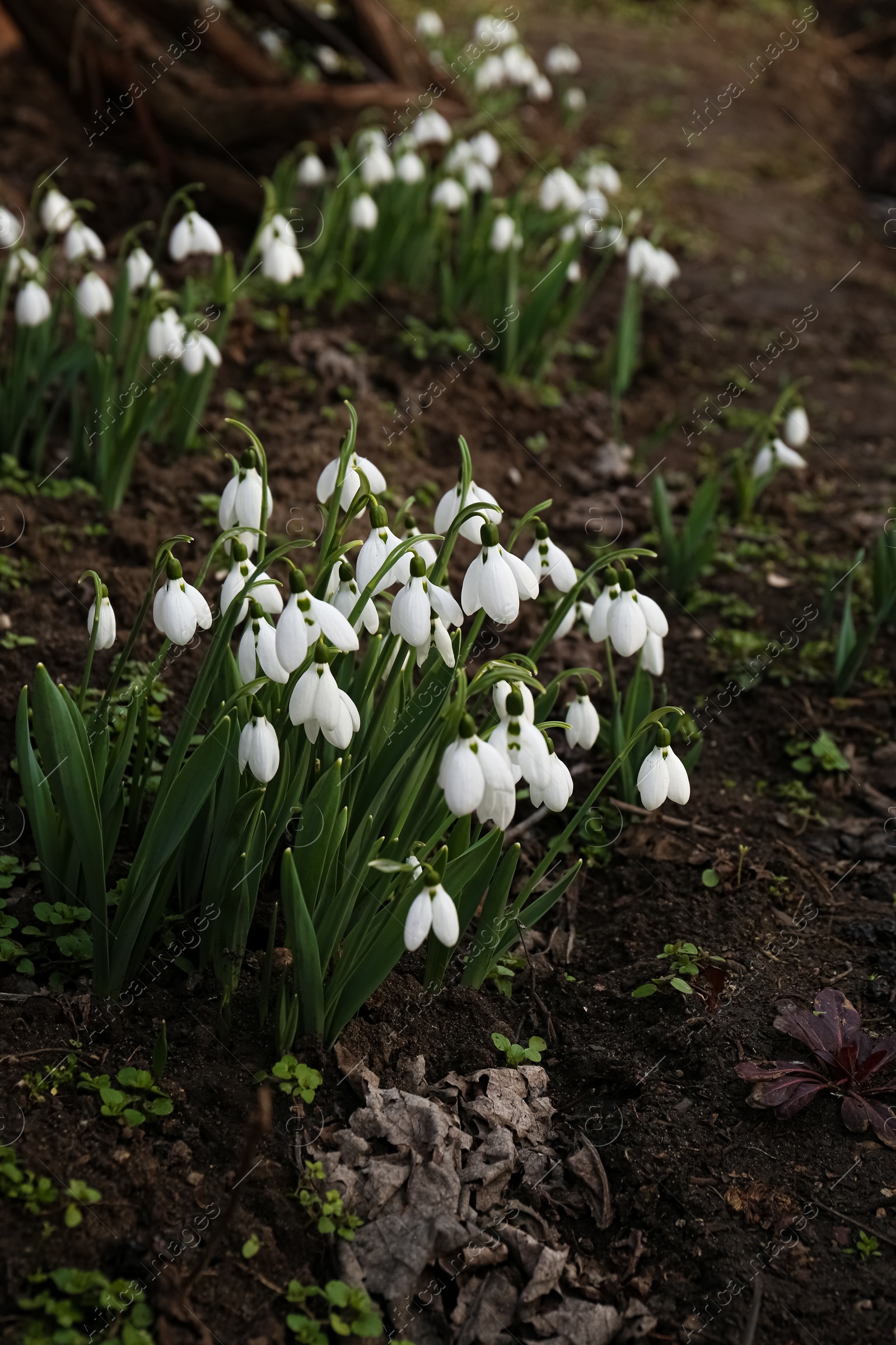 Photo of Beautiful white blooming snowdrops growing outdoors. Spring flowers