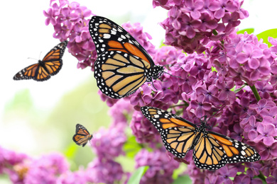 Image of Amazing monarch butterflies in lilac garden, closeup