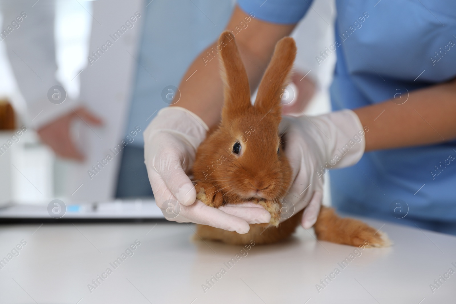 Photo of Professional veterinarian examining bunny in clinic, closeup