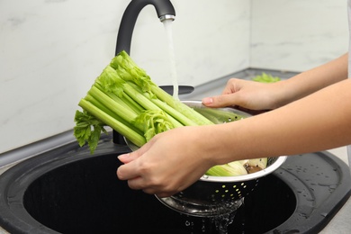 Woman washing fresh green celery in kitchen sink, closeup