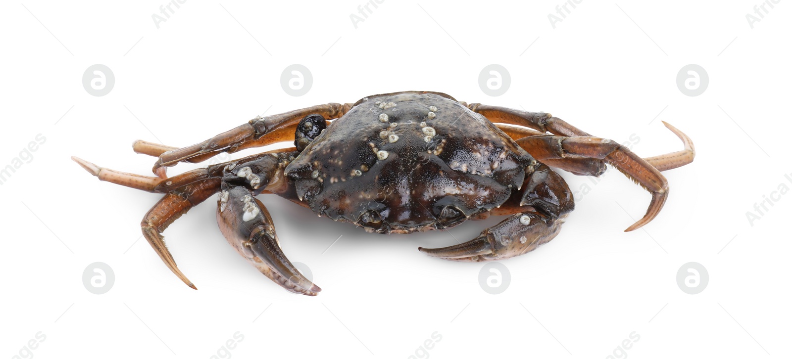 Photo of One fresh raw crab isolated on white