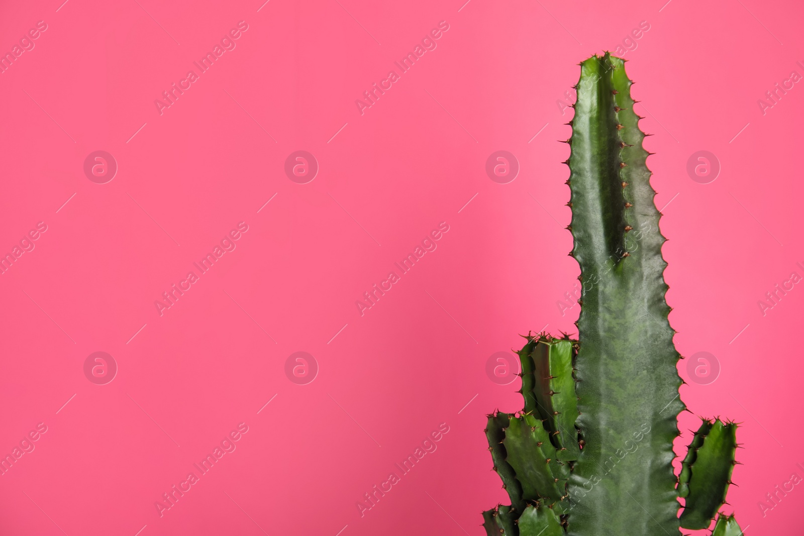 Photo of Beautiful cactus on pink background, space for text