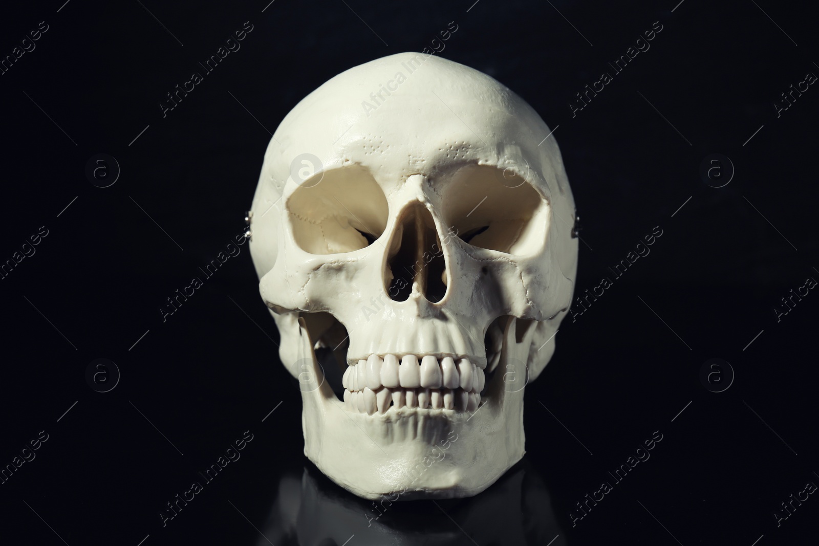 Photo of White human skull with teeth on black background