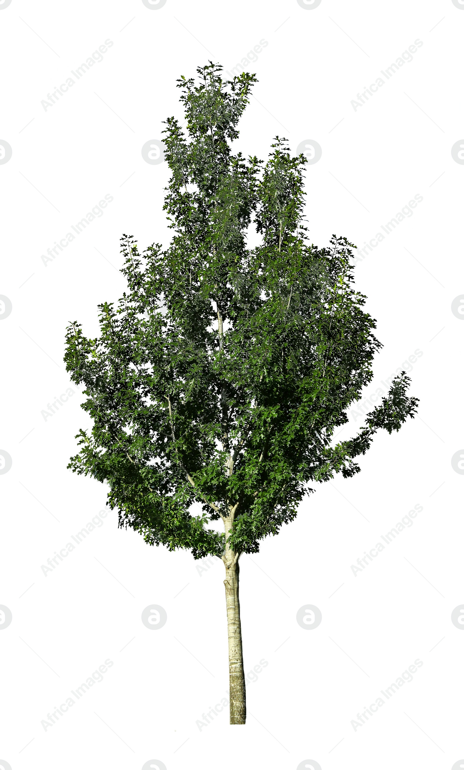 Image of Beautiful tree with green leaves isolated on white