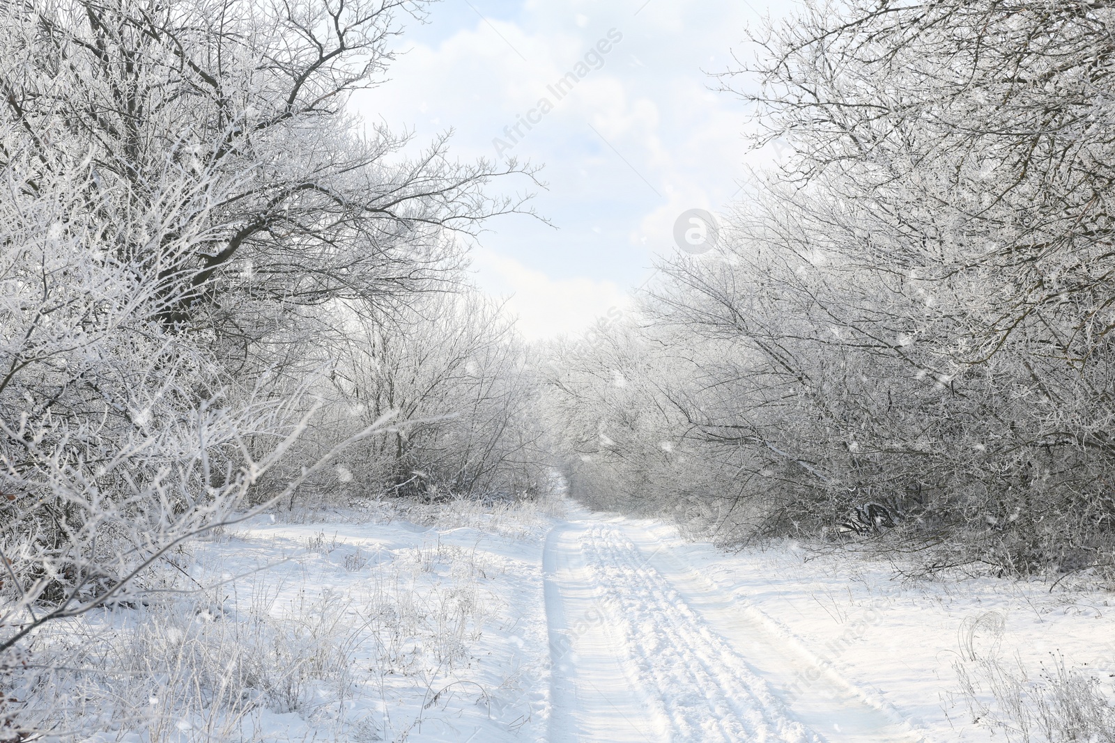 Photo of Beautiful forest covered with snow in winter