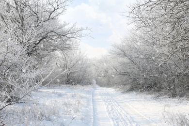 Photo of Beautiful forest covered with snow in winter