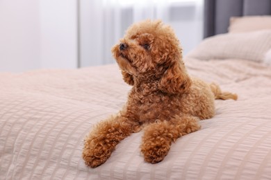 Photo of Cute Maltipoo dog on soft bed at home. Lovely pet